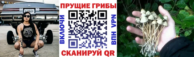 Псилоцибиновые грибы Cubensis Купить где Партизанск